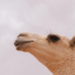 {{{البدو}}
