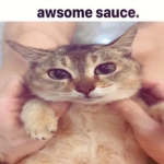 awsome sauce.