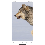 Wolf gang ######