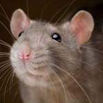 Rat's!