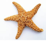 Starfish Army <3