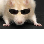 Worship Jasper, The Slick Sewer Rat.