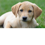 PUPPYYY SQUADDDD