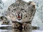 snow leopard fan club