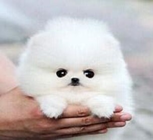 cute cats and dogs