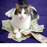 The cat is back