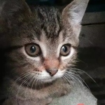 Ocy Ocelot