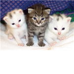 Cuddles the Cat Fan Club