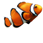 FishingOfficial