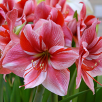 Amaryllis Psychiatric Assistance Center