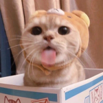 Robuxplsssssssssss