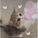 로벅 나눔기