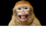 Monkey. Group. E