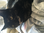 Kittens are the best #2
