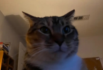 Blonde Cat's group