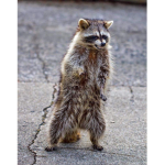 raccon army
