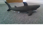 #GreatWhiteShark