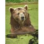 Thea bears of RBX