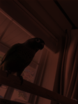 Team Baby Bird RECONS