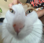 Luinve