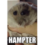 Funne hamster