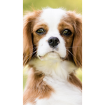 Bella_Doges