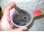Bunny’s r cute Group Thumbnail