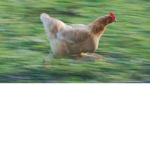 Chicken Runners 2048