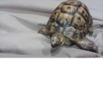 The Tortoise Cult