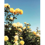 little flowers :))