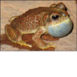 Buff toads