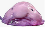 do u poop?