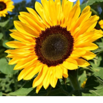 sunflower heart