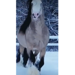 Horses rule forever