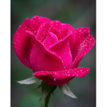 ~_Sad Rose's_~