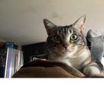 Unicorn cat friends forever