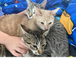 Crazy Kitties!