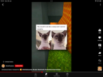 Zooanimalsdoxeswolvessnowleaperds