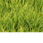 Green Grassツ