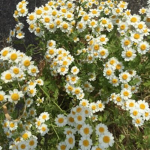 ❤DAISIES❤™