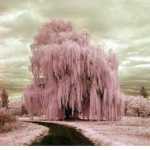 •pink_willows•