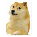 Cute Doge Studio
