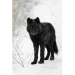 ## Arctic Wolf Pack ##