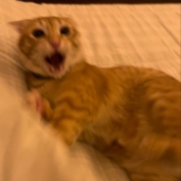 ⋆