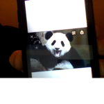 WE LOVE PANDAS!!!!!!!!!!!!!!!!!!!!!!!!!!!!!!!!!!!!