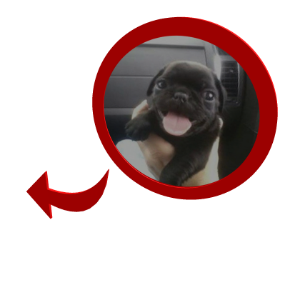 Cute Puppy in Red Circle