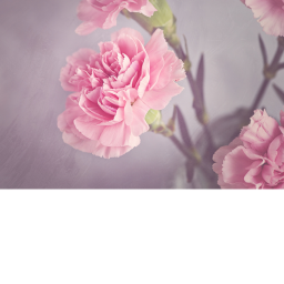 the backroom,s