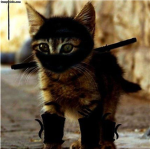ninja cats clan Group Thumbnail