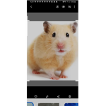 Hamster group Hamsters are cool