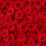 Red and Royal Roses